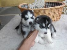 Lovely affection Siberian Husky Puppies ::: Image eClassifieds4U