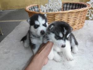 Siberian Husky Pups for sale Only To Lovely Family Image eClassifieds4u