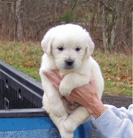 temperate golden retriever puppies (701) 446-8046 Image eClassifieds4u