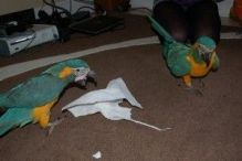 Talkative Pair Of Blue & Gold Macaw Parrots Avalable/azer.veronica.1@gmail.com