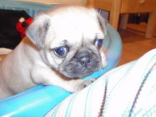 Beautiful Little pug Puppy