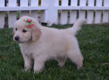 Registered Golden Retriever Puppies+azer.v.e.r.o.nica1@gmail.com