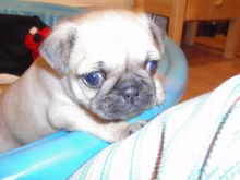 Sweet pug Puppies Image eClassifieds4U