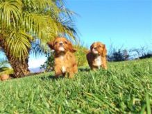 Excellent Beautiful Gorgeous Male And Female cavalier king charles spaniel