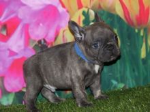 selfless french bulldog puppies (701) 446-8046