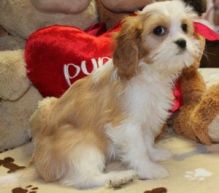 Cavalier King puppies/v.e.r.o.nicaazer.1@gmail.com