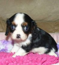 Cute Cavalier King Charles Spaniel Puppies/v.e.r.o.nicaa.zer1@gmail.com