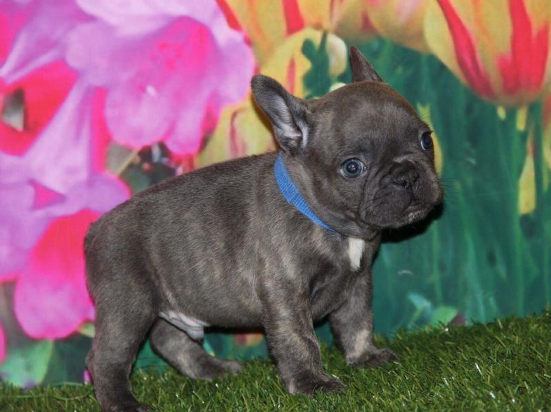 selfless french bulldog puppies (701) 446-8046 Image eClassifieds4u