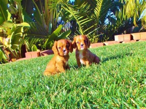 Cavalier king charles spaniel puppies!!!!/v.e.r.onicaaze.r1@gmail.com Image eClassifieds4u
