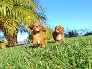 AKC English Toy Spaniel Puppy for adoption/v.eronicaaz.er1@gmail.com/ Image eClassifieds4u