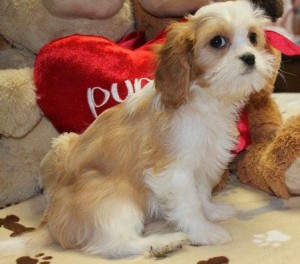 affectionate cavalier king charles puppies for x-mas/v.e.r.o.n.icaaz.er1@gmail.com Image eClassifieds4u