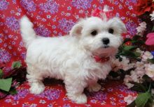 Cute Maltese puppies available (218) 303-5958