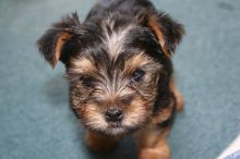 Home raised yorkie puppies for rehoming