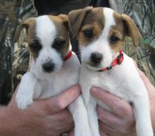 JACK RUSSELL PUPPIES