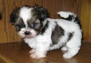 Shih tzu puppies ready for adoption