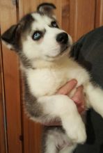 Stunning Siberian Husky Puppies Available