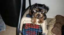 Two beautiful Yorkie puppies ...one male and one female. 3 months old