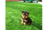 FREE SWEET yorkie puppies READY TO GO CONTACT (716) 371-1802 Image eClassifieds4u