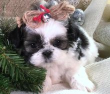 Cutest and lovely Adorable Shih Tzu puppies ready to go Text ((901-401-8672))