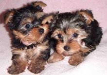 Cutest Teacup Yorkie puppies available