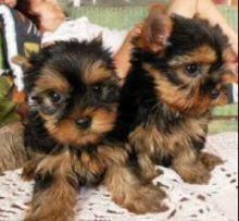 Healthy and adorable Yorkie puppies available