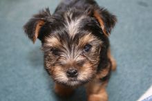 Sweet little Blake Yorkie puppy