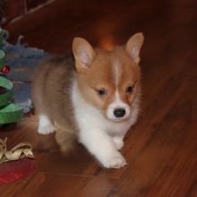 Sweet Male And Female Pembroke corgi puppies For Free Adoption. Text us via (424) 672-4188