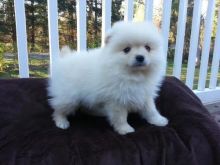 Sweet Male And Female Pomeranian puppies For Free Adoption. Text us via (424) 672-4188 Image eClassifieds4U