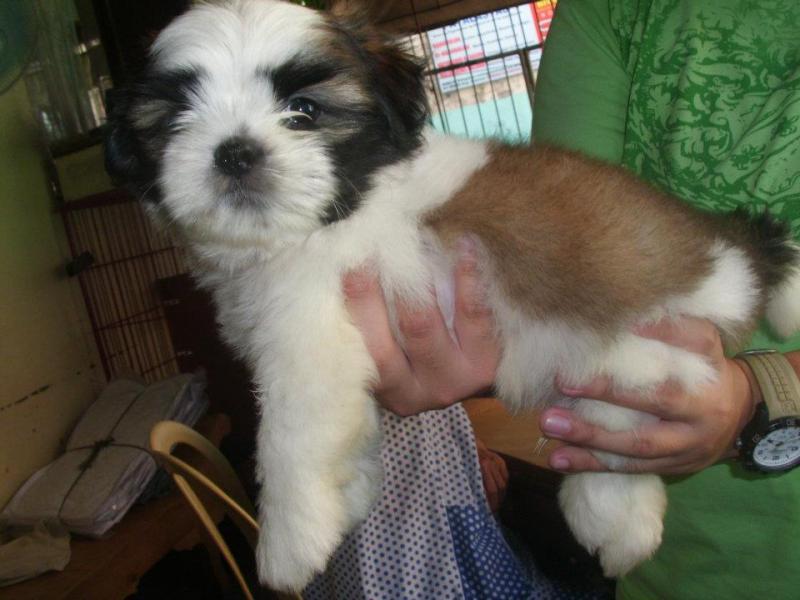Sweet Male And Female Shih Tzu puppies For Free Adoption. Text us via (424) 672-4188 Image eClassifieds4u