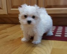 byfxi soxydc Maltese Puppies