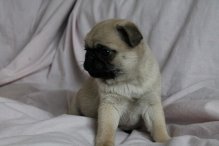 cfgb xdf Pug Puppy