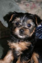 Cute 12 Weeks Old Yorkie