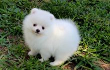 Enchanting lovely male and female Pomeranian puppies,