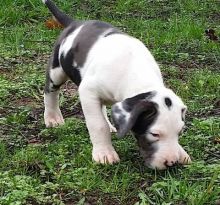 serg ghtfc xdrg Great Dane Puppies