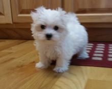 zsdf xdfg Home Raised Maltese Puppies Available
