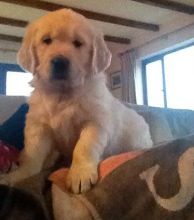 gdcgdc sgysg debdg Golden Retriever Puppies Image eClassifieds4U