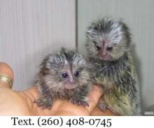 Marmoset Monkeys 4 Adoption text (260) 408-0745 for details of the monkey