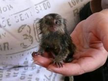 Marmoset Monkeys.. .. text (260) 408-0745