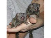 We are offering our lovely Marmoset monkeys for adoption