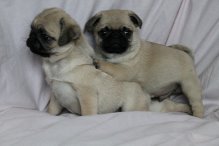 cdrtfh dxec Pug Puppies