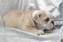 Charming bulldog Puppies