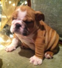 dfg dxrg English Bulldog Puppies