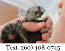 Little Sweet Marmoset Monkey....text (260) 408-0745