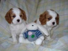 Male and Female Cavalier King Charles Spaniel puppies.Contact with your phone number.