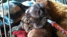 Marmoset Monkeys