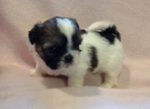 Quality Bred Family Rasied Shih Tzu For Sale