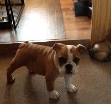 beautiful and healthy english bulldog puppies Image eClassifieds4u