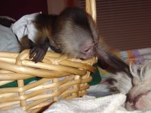 We are offering our lovely Marmoset monkeys for adoption Image eClassifieds4u 2
