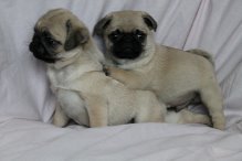 df dgfr Pugl puppies Image eClassifieds4U