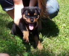 Rottweiler puppies Image eClassifieds4U